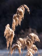 Nature Winter Wintry