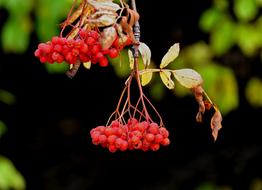 Nature Autumn November