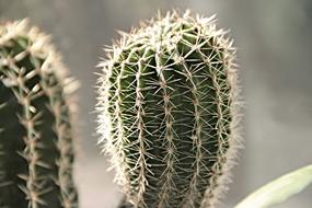 green spiny cactus