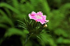 Flower Carnation