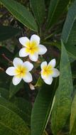Tropical Flower Foliage