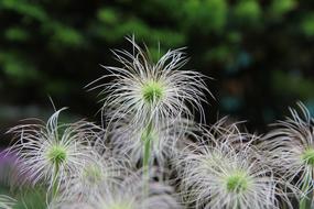 Nature Some People Don Plants