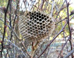 Wasps Wasps' Nest