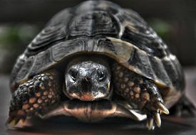 Turtle Nature Reptile