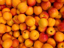 harvest of ripe sweet apricots