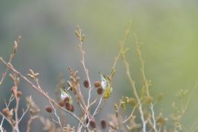 branch with leaves background