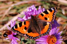 Nature Insect Butterfly Day