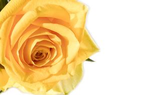 open bud yellow on white background