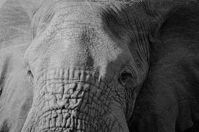 Elephant Nature Wildlife