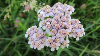 little flowers bouquet in the grass