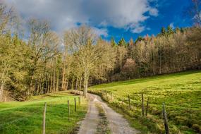 Tree Landscape Nature