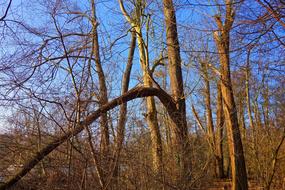 Forest Wood Tree