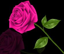 flower plant leaf rosa love