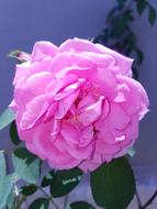 Pink Rose Flower