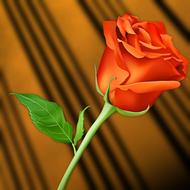 flower love leaf nature plant