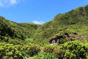 Azores Green Overgrown