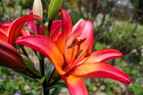 Lily Lilium Flowers
