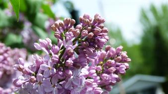 Flower Tree Purple