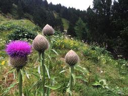 Thistle Nature Green