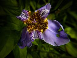 Flower Nature Color