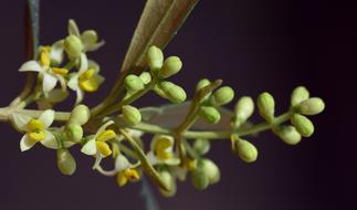 Blossom Bloom Olive Tree