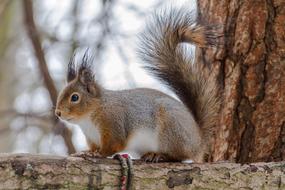 Squirrel Mammals Nature Wild