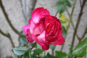 Flower Rosebush Pink Red