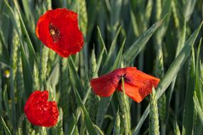 Poppy Cornfield Red