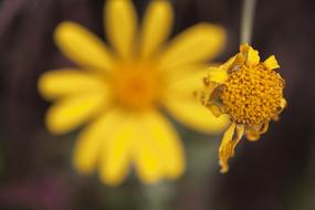 Nature Flower Plant No