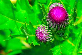 Mountain Thistle Xie Plant