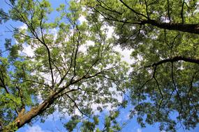 Tree Wood Nature