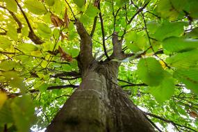 Tree Forest Green