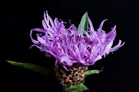 Had Knapweed Blossom Bloom Close