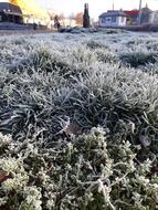 cold plants by the roadside