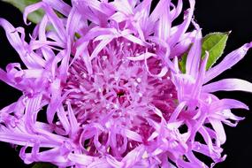 Had Knapweed Blossom Bloom Close