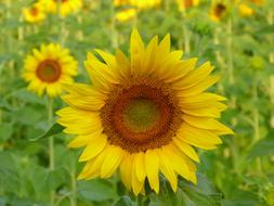 Nature Plant Flower