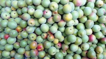 photo of the harvest of green plums