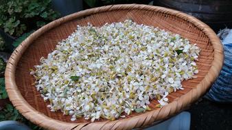 Flowers Health
