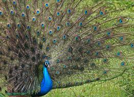 Peacock Hen Eye