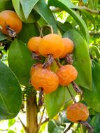 Orange juicy fruits