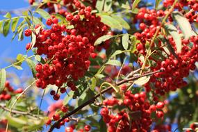 ripe berries in the garden are beautiful