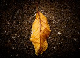 Leaf Nature Fallen Leaves