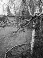 Tree Nature Monochrome