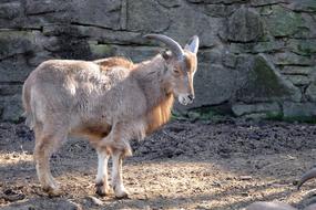Mountain Sheep Nature Animal