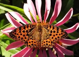 Nature Flower Garden Common