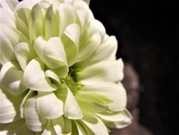 Nature Flower Flora