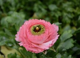 Flower Buttercup