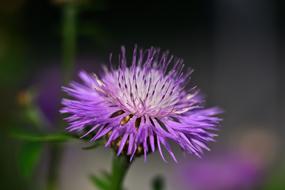 purple flower in the garden is beautiful