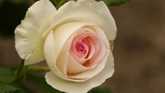 Flower Rosebush Petal