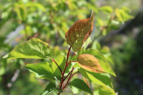 leaves on a red branch